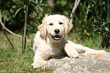 GOLDEN RETRIEVER 1096